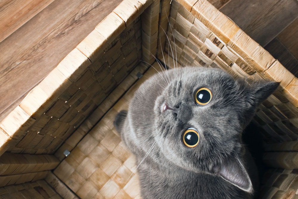 Почему кошки так себя ведут: 5 привычек, которые мы наконец разгадали